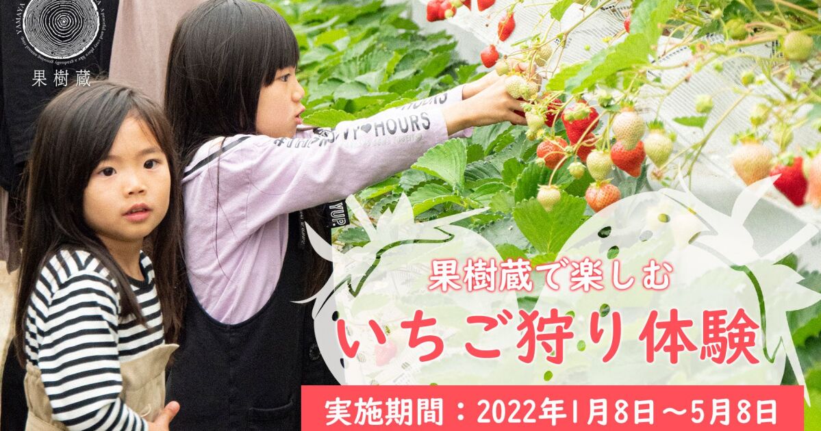 22年は終了しました やまや自社農園 朝倉マルシェ 果樹蔵 にて いちご狩り体験予約受付スタート 知識情報 知識情報top やまやのおいしいもの部 やまやコミュニケーションズ